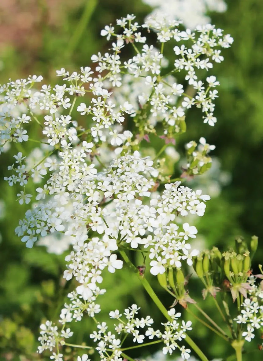 NIEUW! ONZE x Poeticara / Fluitenkruid zaadjes (limited edition)