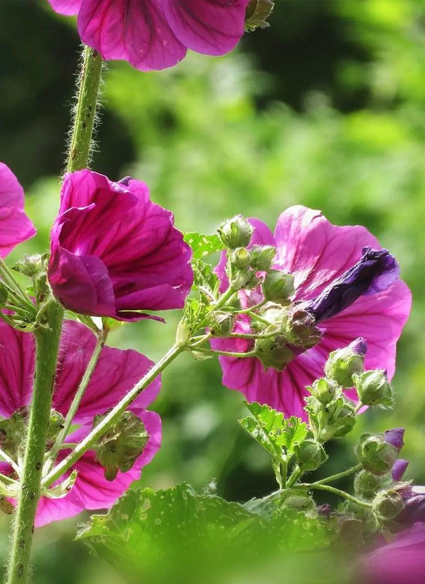 NIEUW! ONZE x Poeticara / Kaasjeskruid zaadjes (limited edition)