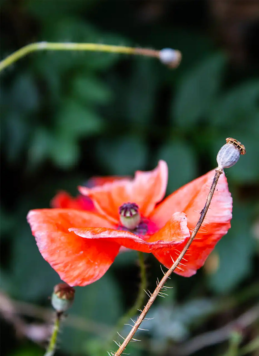 ONZE x Poeticara / Klaproos zaadjes (limited edition)