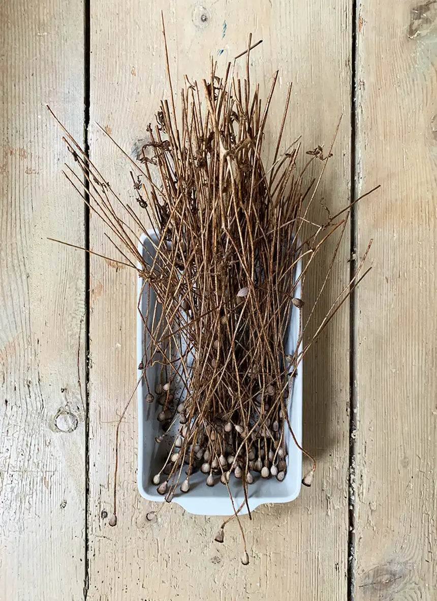 ONZE x Poeticara / Klaproos zaadjes (limited edition)