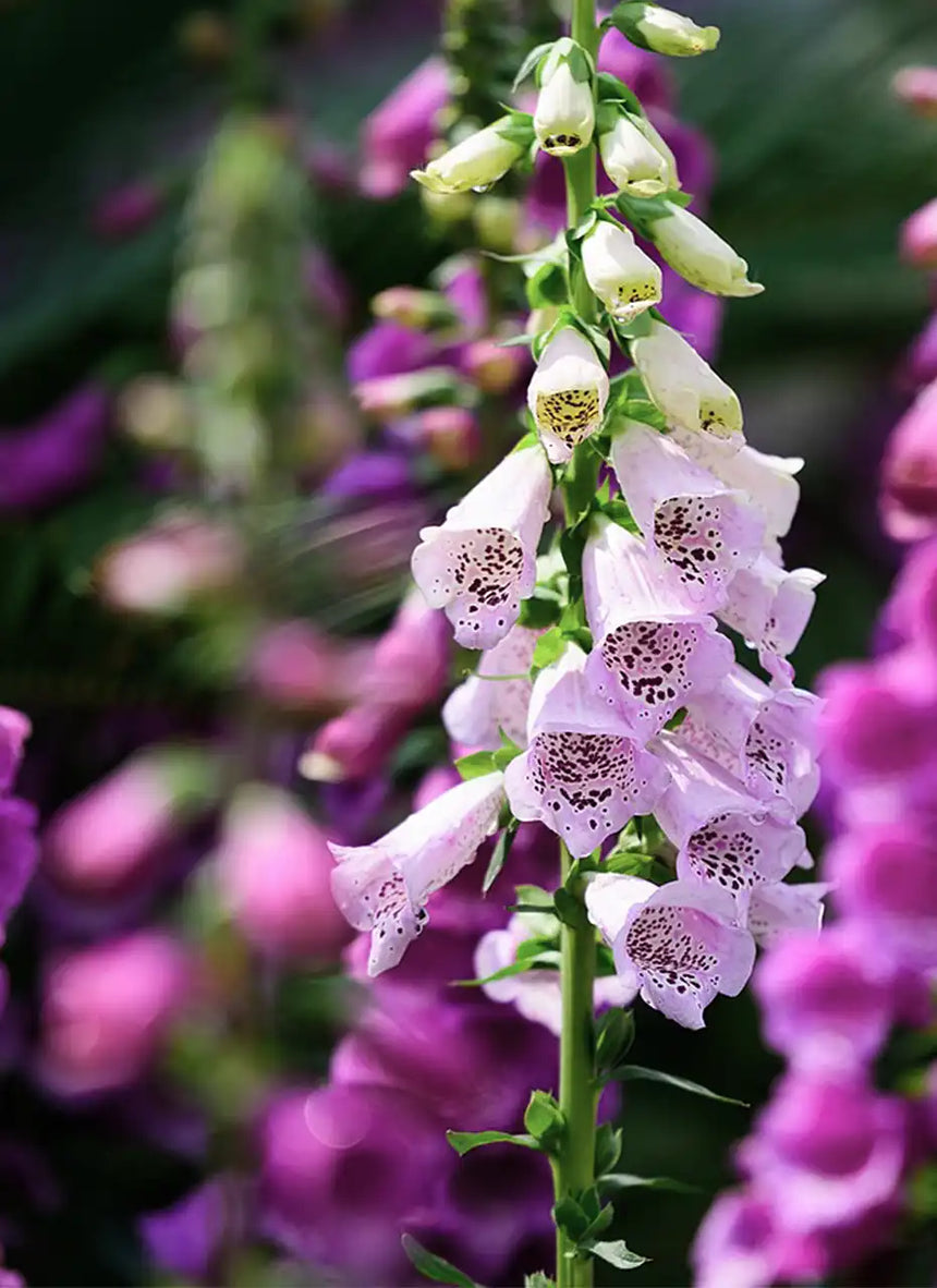 ONZE x Poeticara / Vingerhoedskruid zaadjes (limited edition)