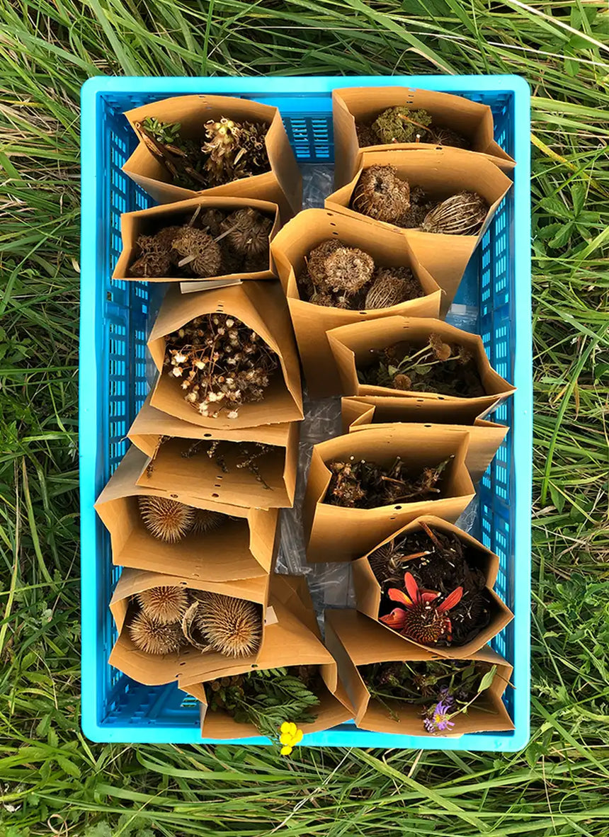 ONZE x Poeticara / Vingerhoedskruid zaadjes (limited edition)