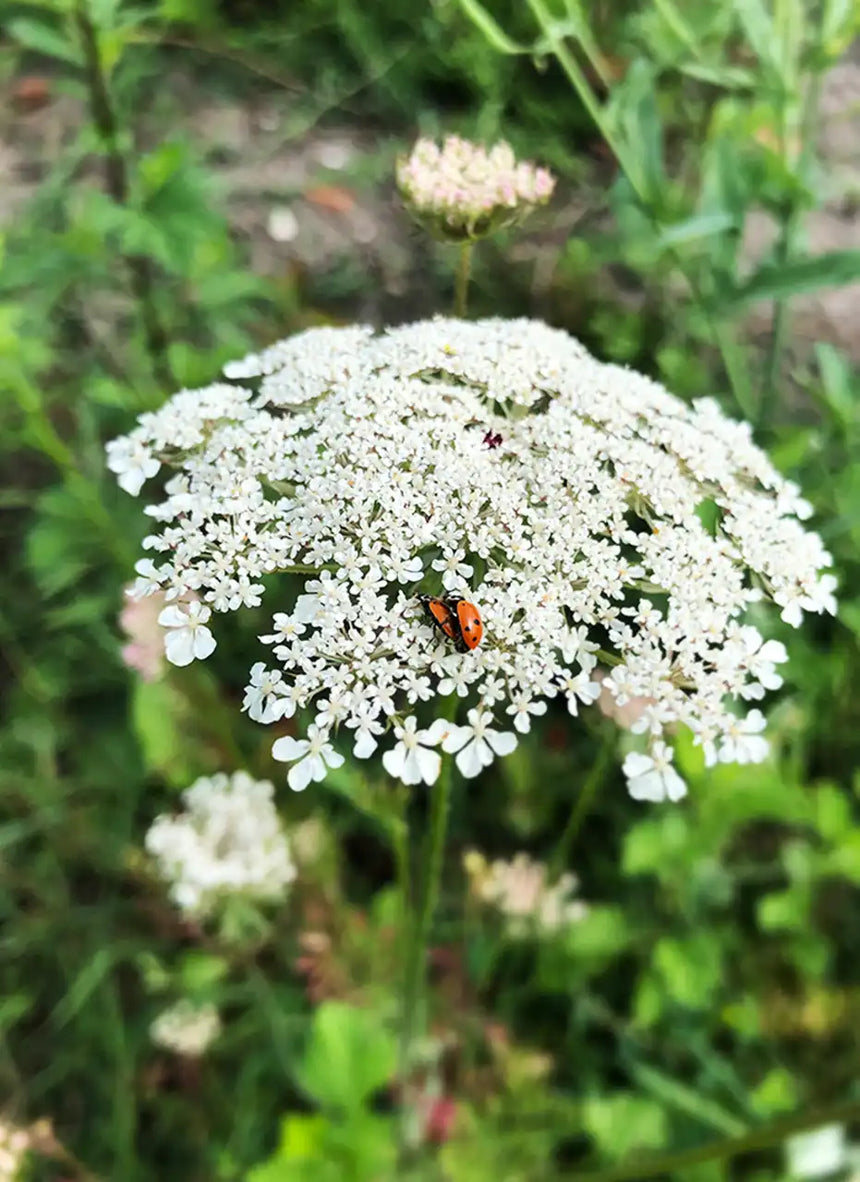 ONZE x Poeticara / Wilde Peen zaadjes (limited edition)