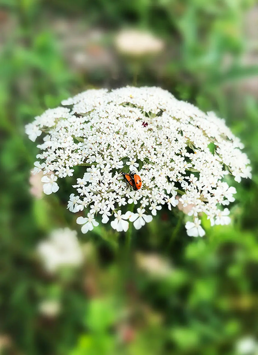 NIEUW! ONZE x Poeticara / Wilde Peen zaadjes (limited edition)